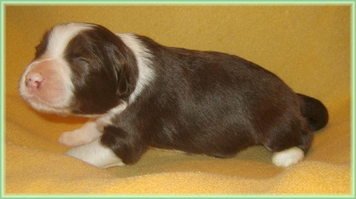 Bearded Collie Hennessy